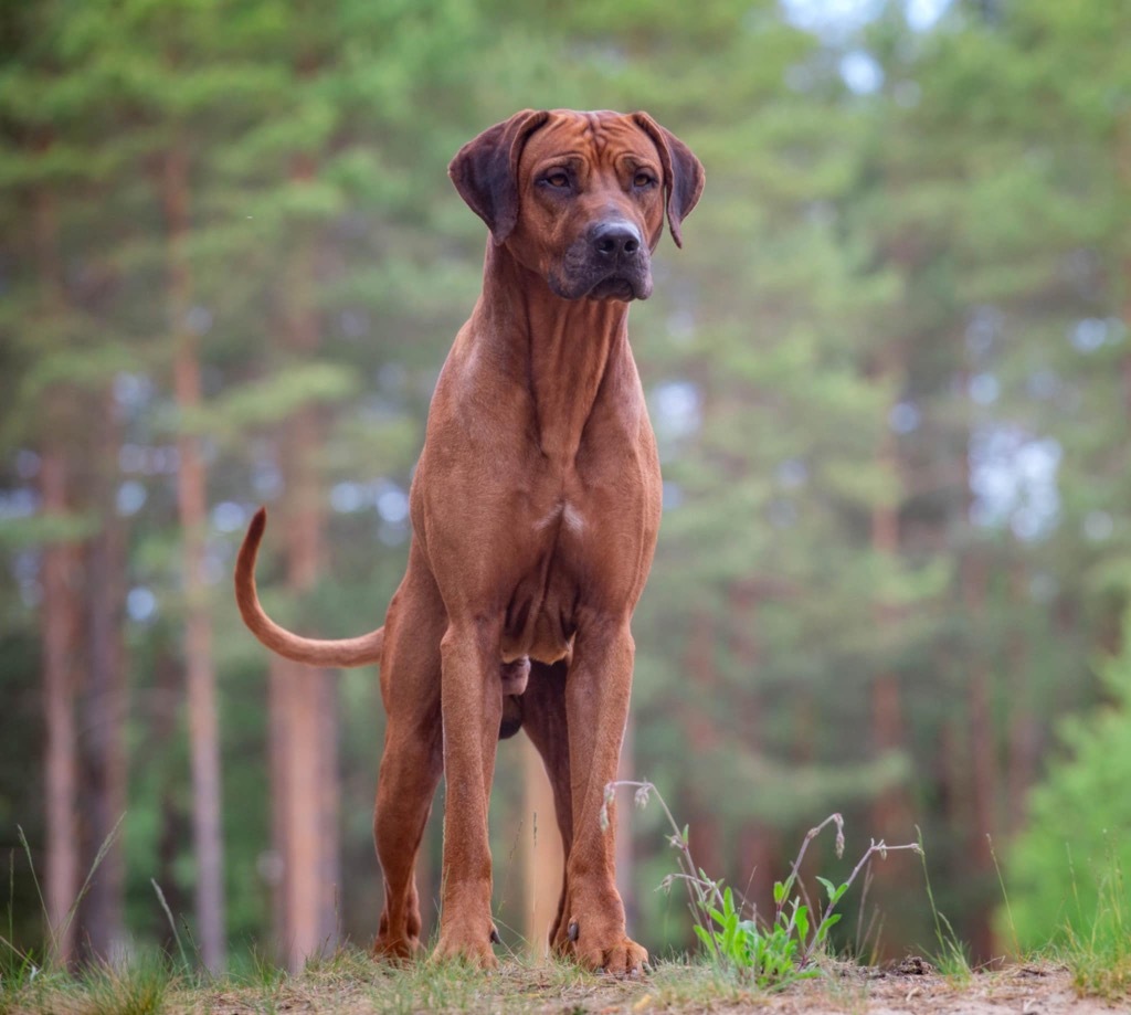 Rhodesian Ridgeback szczenięta LKF FCI | Suwałki | Ogłoszenie na ...