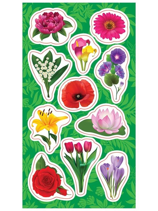Naklejki klasyczne Ranok-Creative gatunki kwiatów