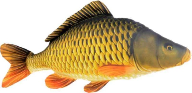 Poduszka maskotka ryba Karp pełnołuski gigant 100cm Gaby