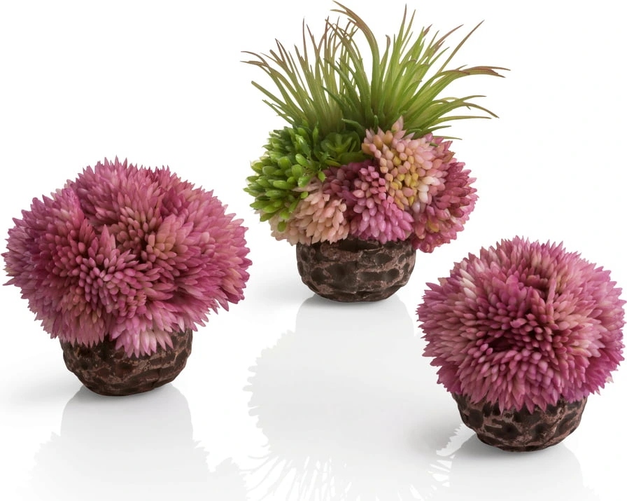 Oase biOrb dekorace Sada korálových koulí fialová