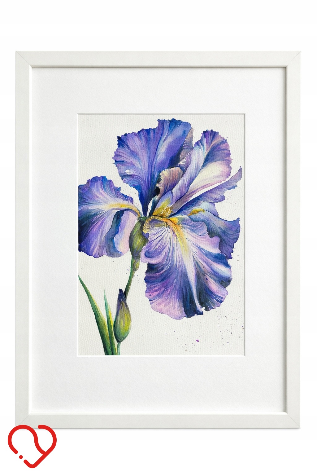 Akwarela irys w ramie