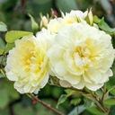 Róża żółty sadzonka w pojemniku 2-3l
