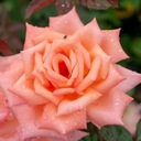 Róża sadzonka w pojemniku 2-3l 30 cm