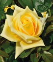 Róża żółty sadzonka w pojemniku 2-3l 30 cm