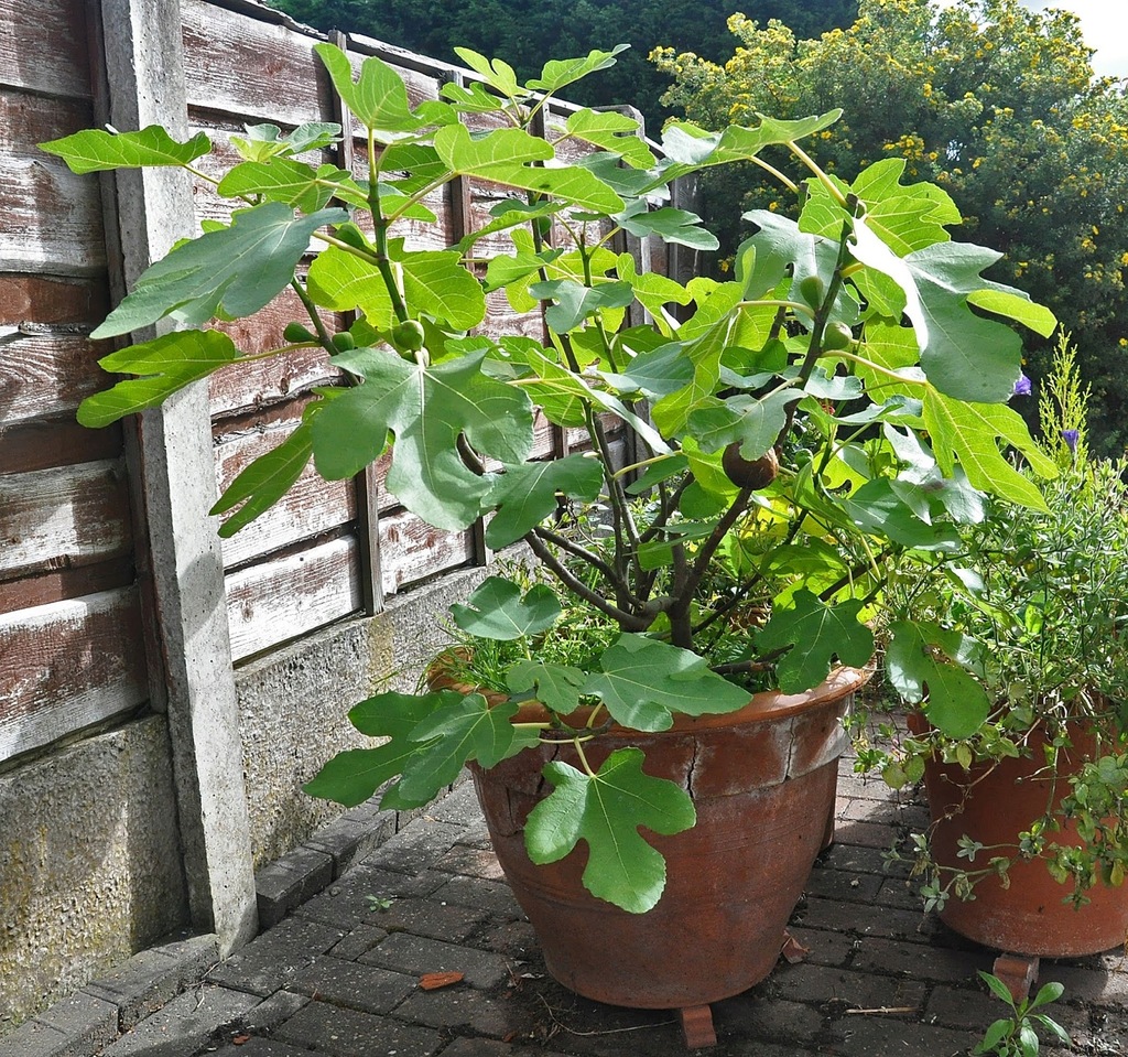 брауншвейгский – инжир. фикус лировидный. инжир комнатный. фикус смоковница. инжир браун туркей (в тубе).