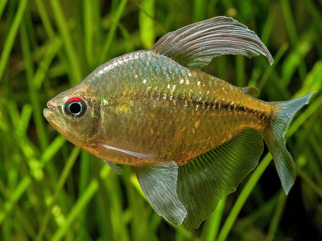 золотая рыбка риукин ситцевый. северум жемчужный. рюкин рыбка аквариумная. жёлтохвостая лакедра. взрослая рыба.