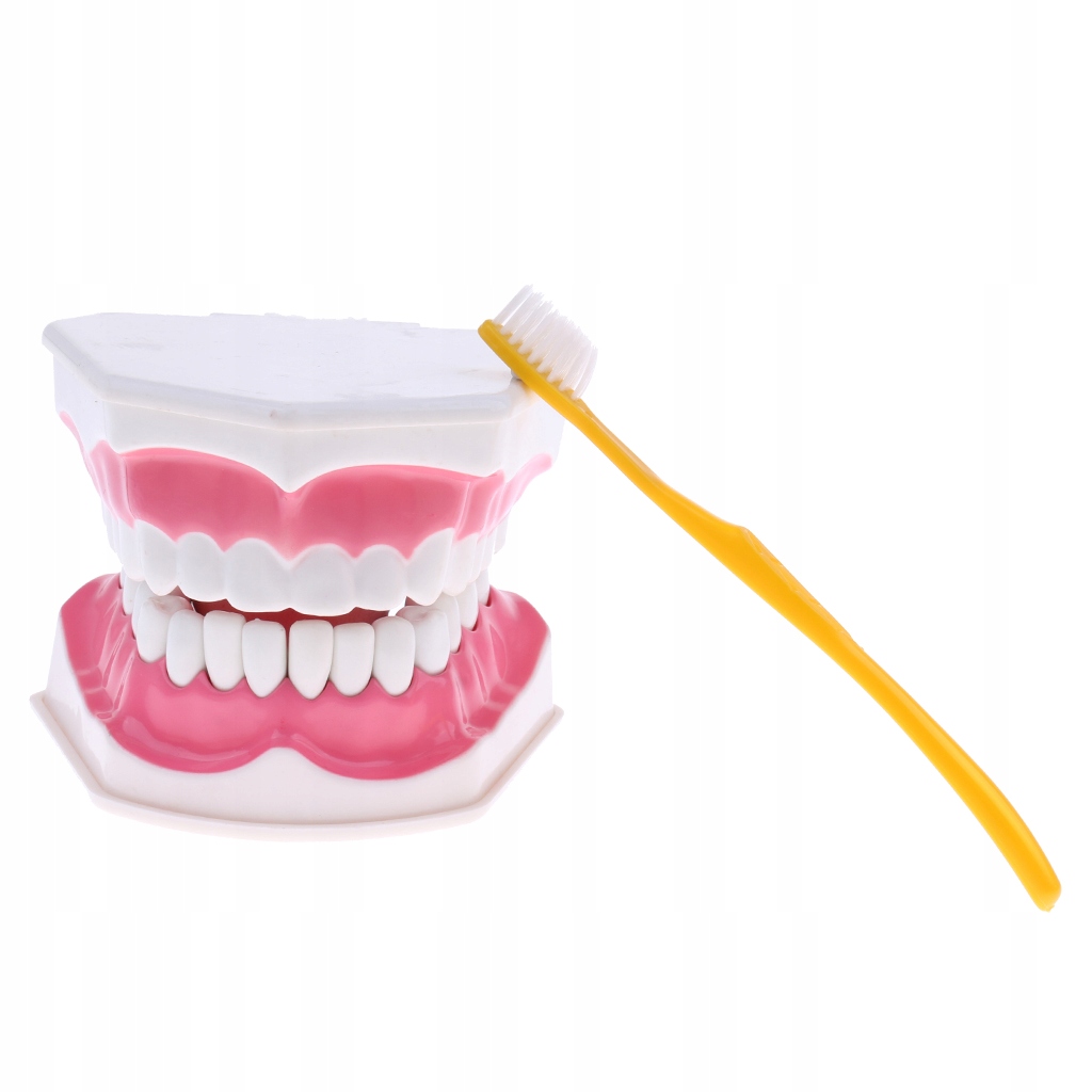 1 model dentystyczny z ludzkimi ustami 1