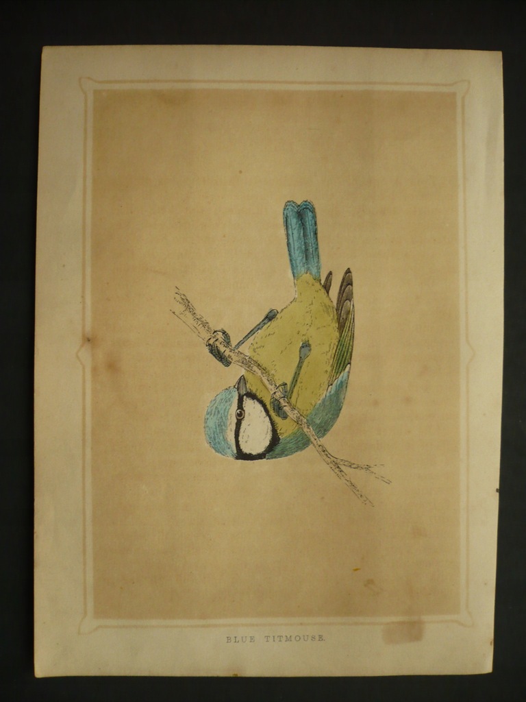 ptak sikora modra, oryg. 1852 + akwarela