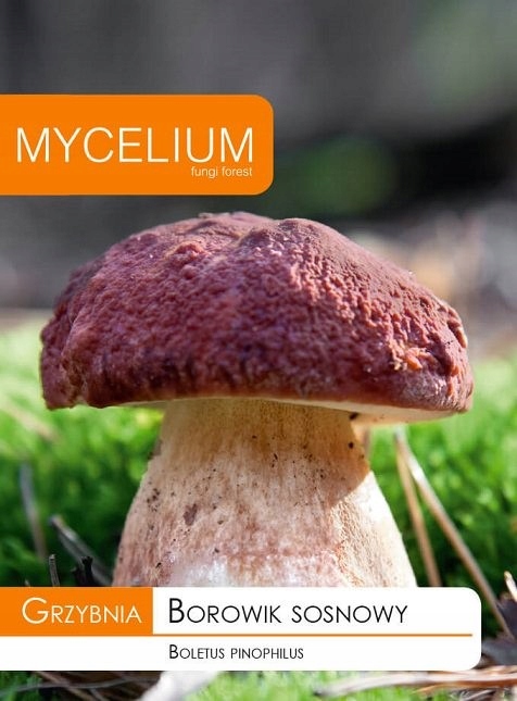 Grzybnia Borowik sosnowy 10 g