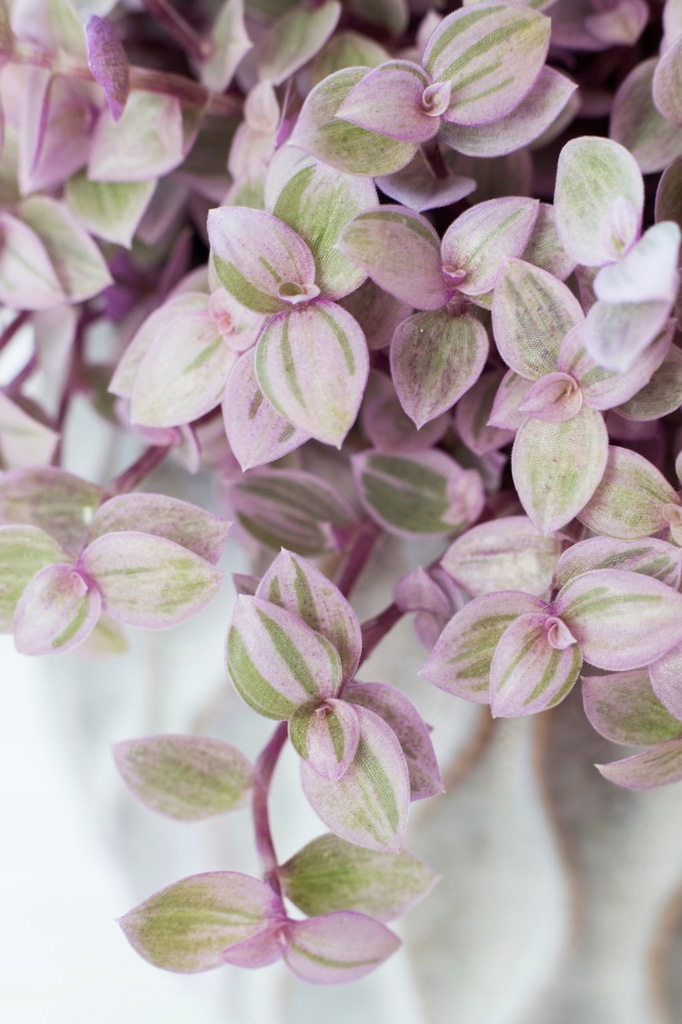 Купить Смузына PINK LADY шаровидная PINK Callisia Rosata: отзывы, фото, характеристики в интерне-магазине Aredi.ru