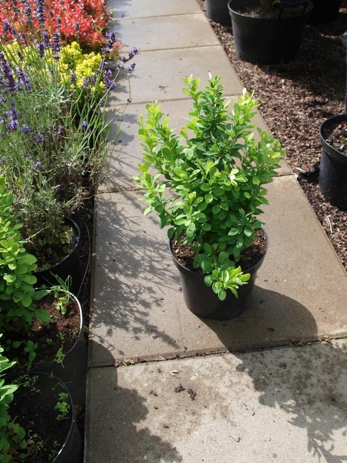 Купить Зеленый барбарис прямостоячий колонновидный: отзывы, фото и ...