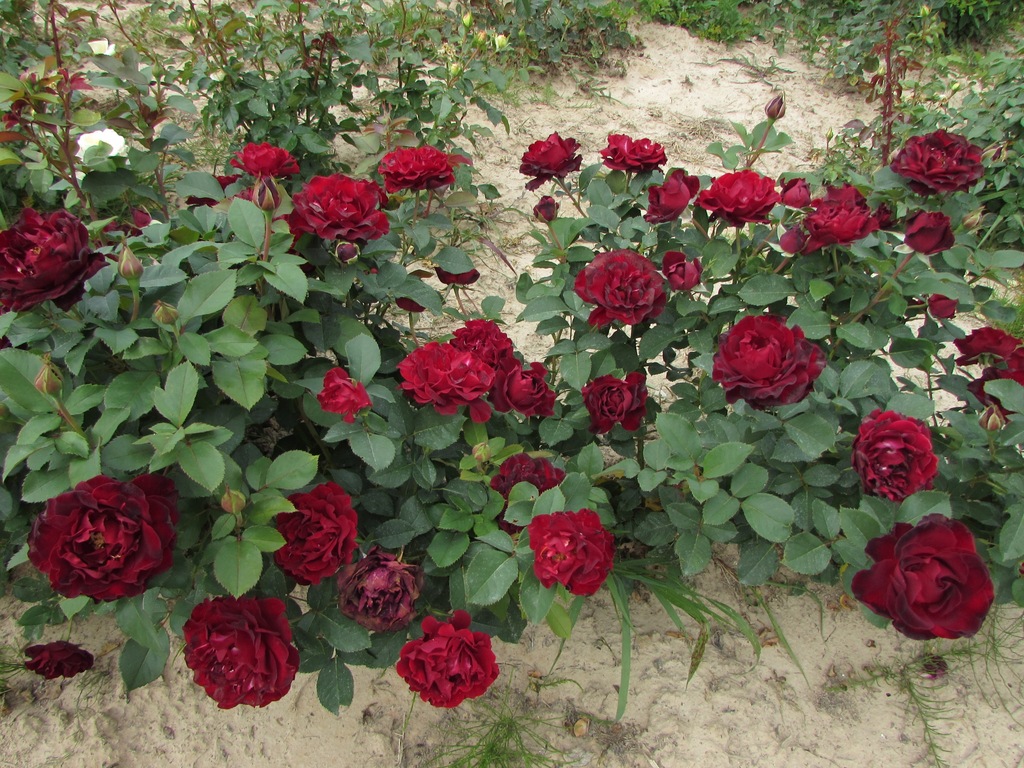 Róże krzaczaste HURT 600szt. z gruntu MIX KOLORÓW