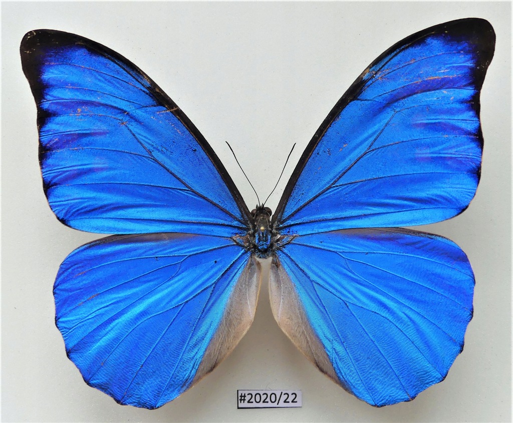 Motyl Morpho anaxibia 112mm samiec . - 12804903633 - oficjalne archiwum