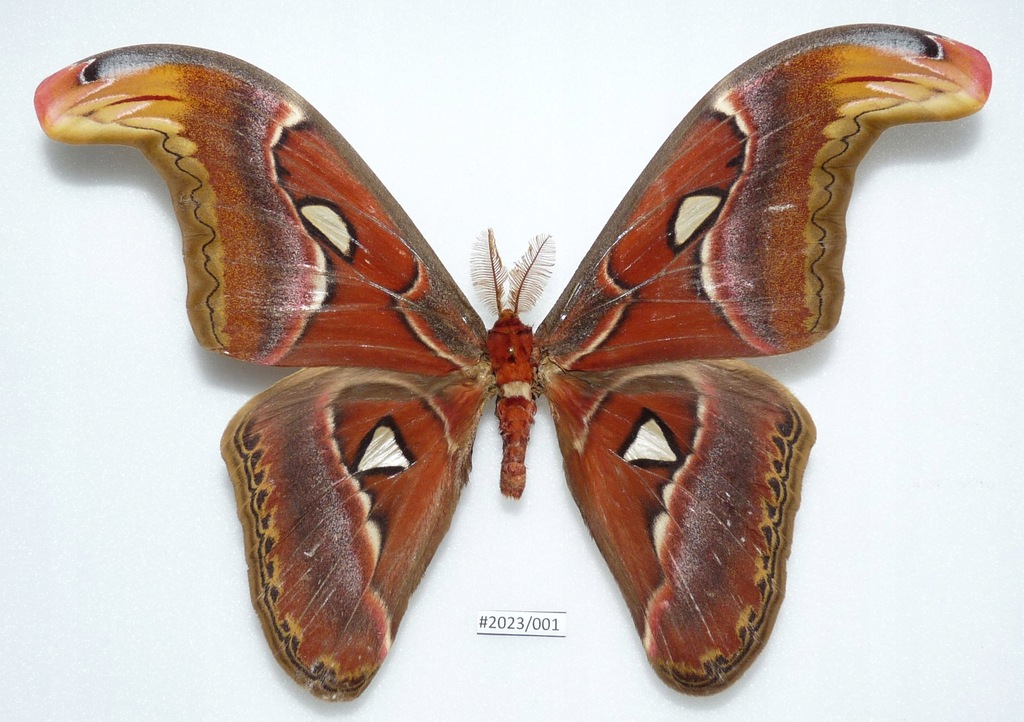 Motyl Attacus atlas 195mm samiec ŁADNY STAN .