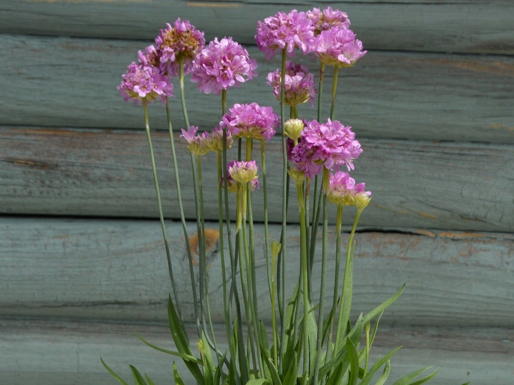 Zawciąg szerokolistny Ballerina Lilac okrywowa byl