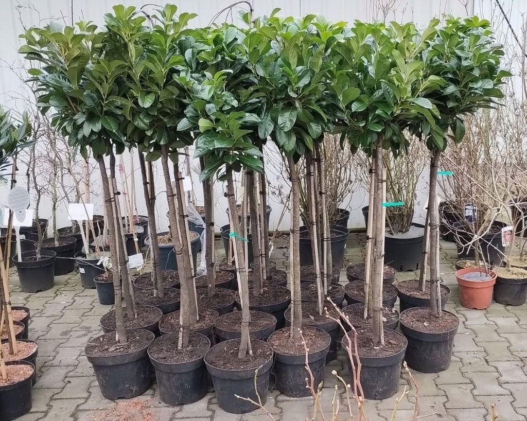 Laurowiśnia wschodnia Etna na pniu drzewko ciemnozielony liść