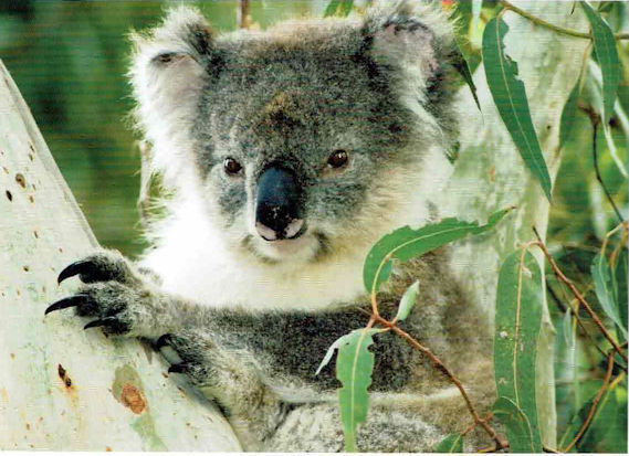 Wyslę pocztówkę z Australii - koala