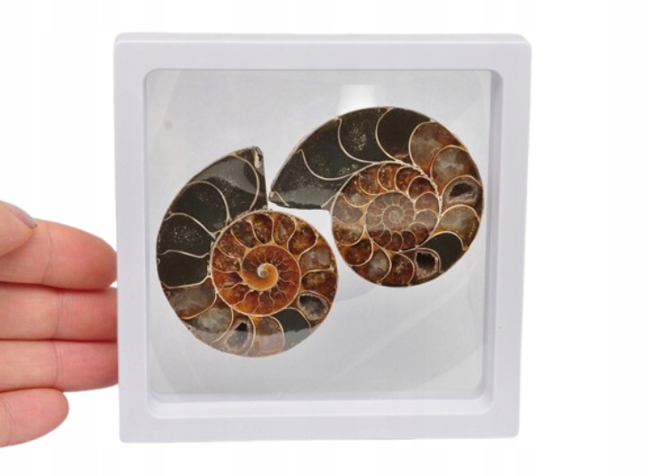 * AMONIT KOMPLET MADAGASKAR SKAMIENIAŁOŚĆ W RAMCE 3D NR 1 *