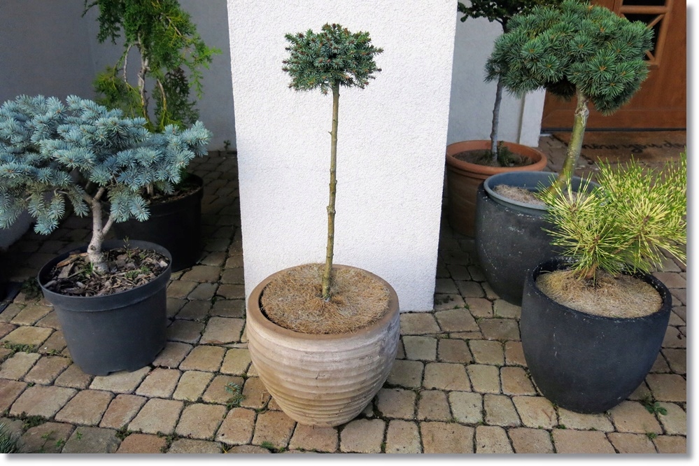 Picea omorika 'Minimax' - Unikat !!!