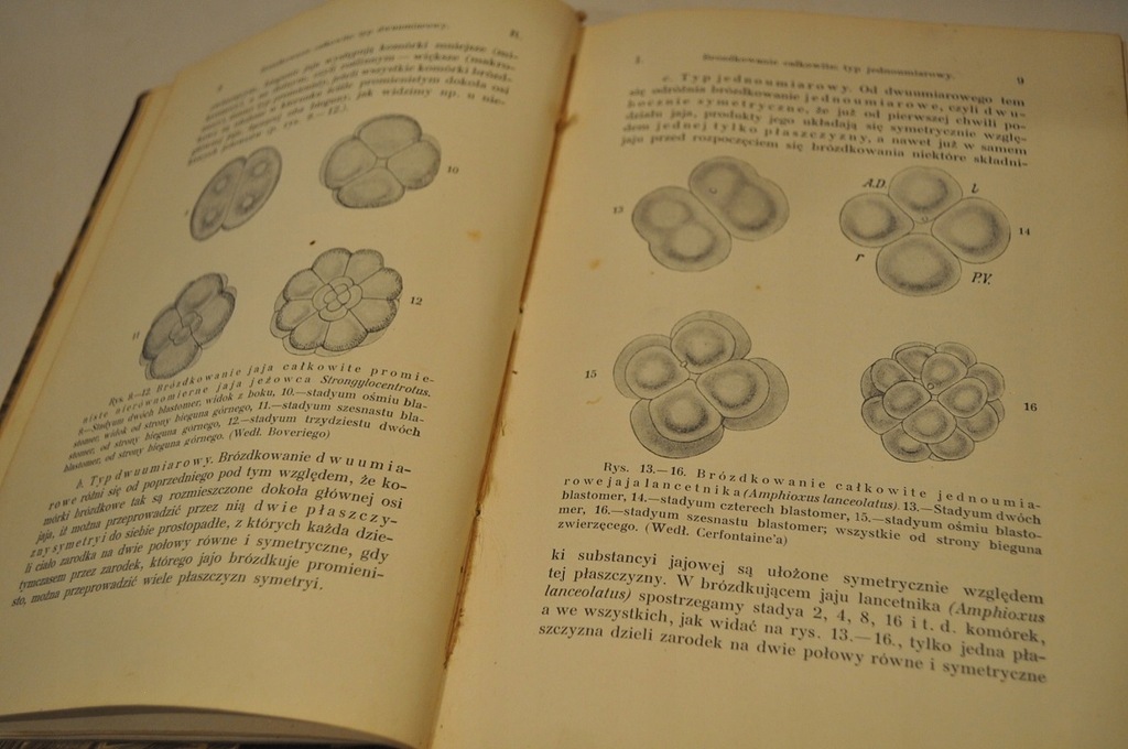 Купить 1912 ЭМБРИОЛОГИЯ 1-2 РАЗВИТИЕ ЖИВОТНОГО МИРА 986: отзывы, фото, характеристики в интерне-магазине Aredi.ru