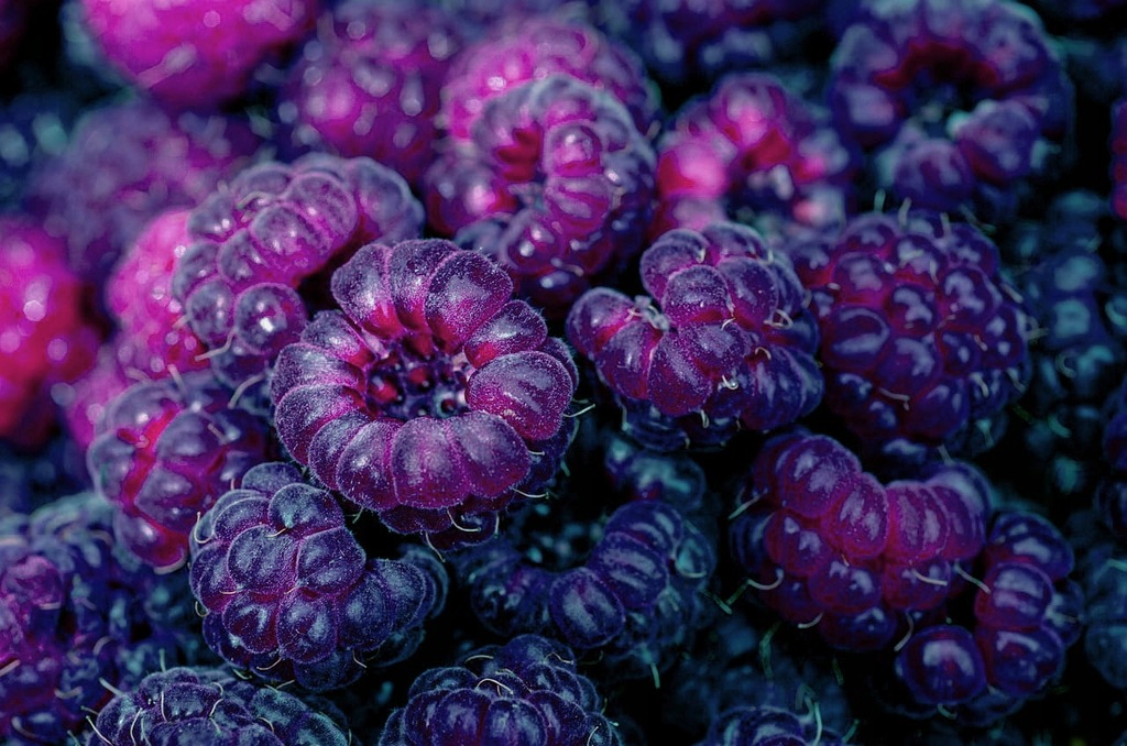 Malina GLEN COE purpurowo-fioletowe owoce