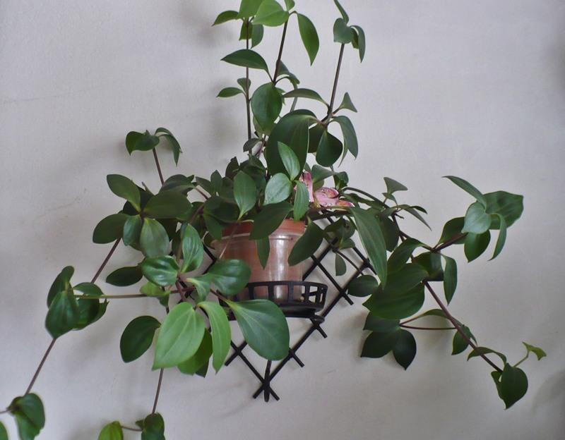 Peperomia pereskifolia - sadzonka