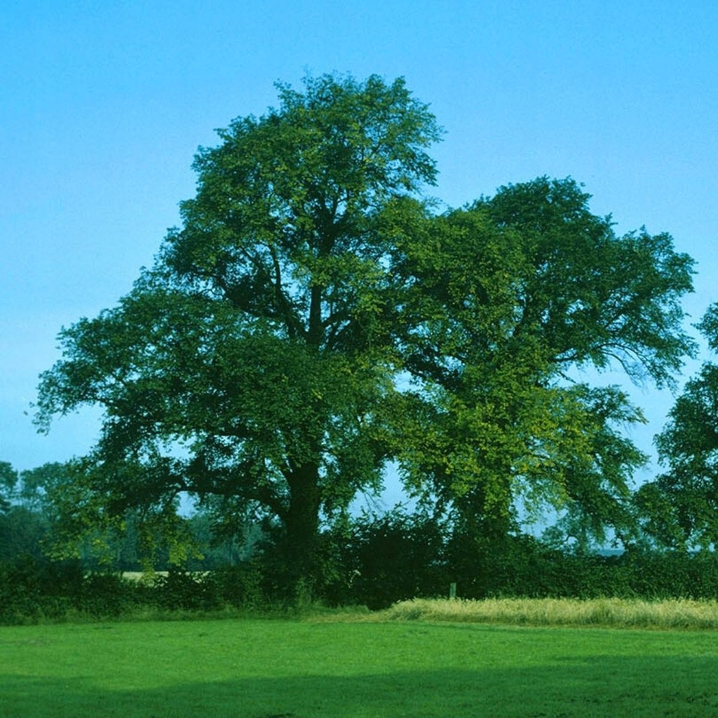 WIĄZ POSPOLITY MIKORYZA+BALOT 10 SZT SADZONKI