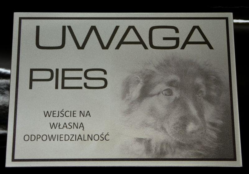 tabliczka UWAGA PIES ekskluzywna elegancka od 1zł