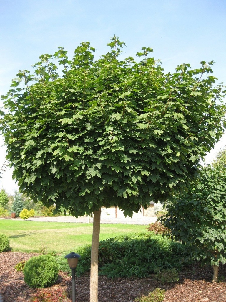 Klon pospolity 'Globosum' (Acer platanoides) - sadzonki 180 - 200 cm