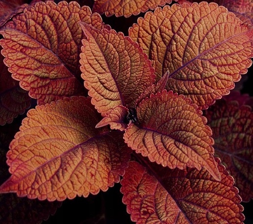 Coleus Bronze Age koleus PIĘKNE LIŚCIE
