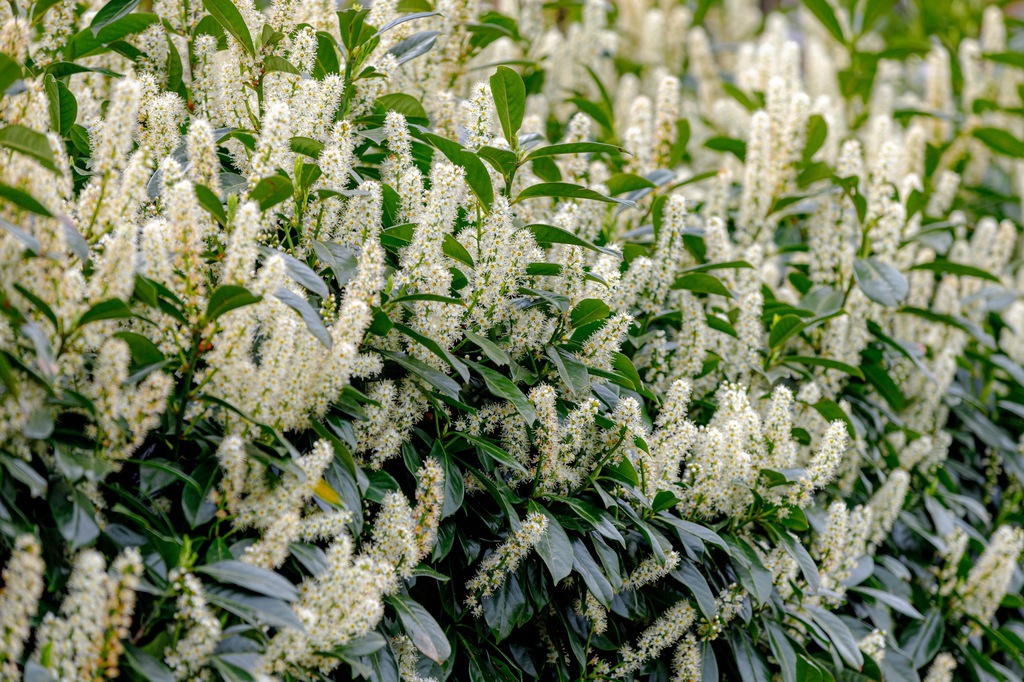 Laurowiśnia wschodnia 'Otto Luyken" - doniczka 1,1l (P11)