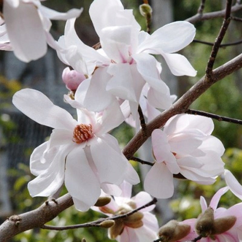 Magnolia loebnera 'Merrill' poj. 2l