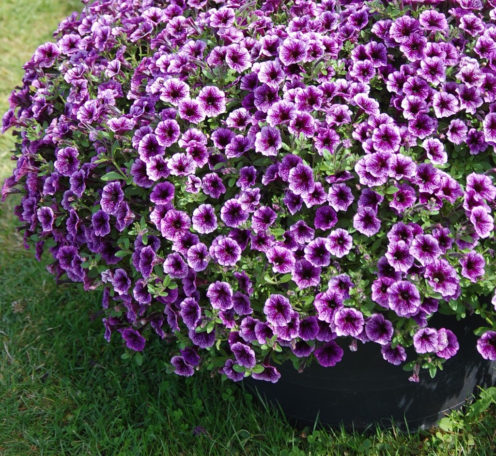Петуния Littletunia Pink Vein