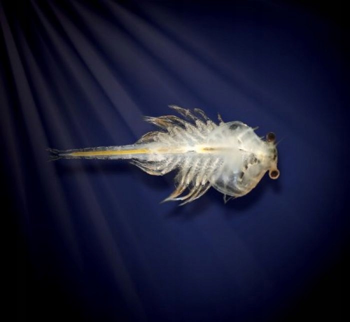 aqua dragons sea friends