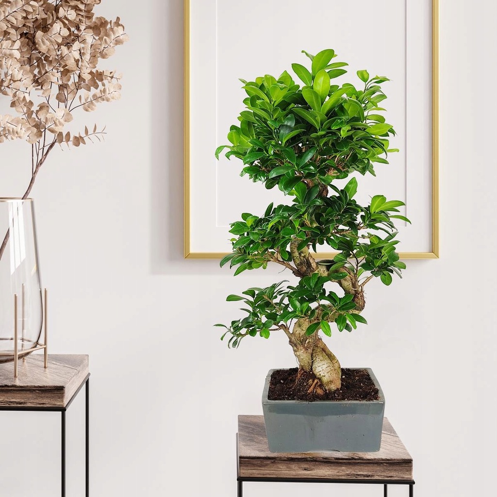 Drzewko Bonsai Fikus Microcarpa GINSENG gruby pień