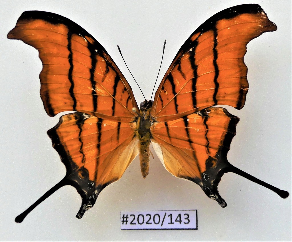 Motyl Marpesia petreus .