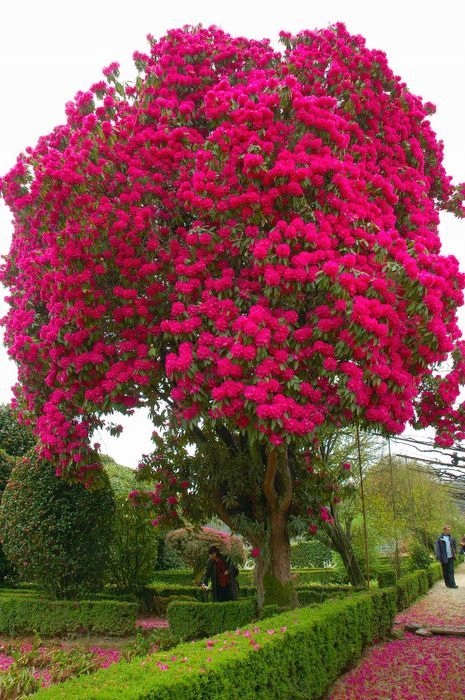 RÓŻANECZNIK DRZEWIASTY rododendron do 10m nasiona