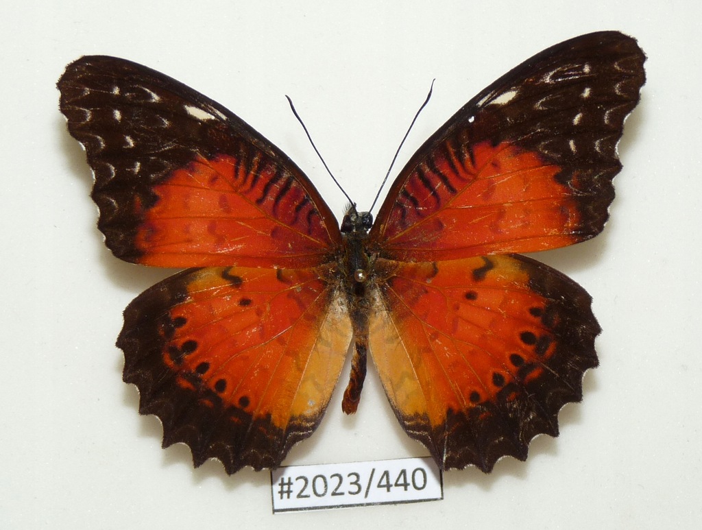 Motyl Cethosia biblis strona grzbietowa.