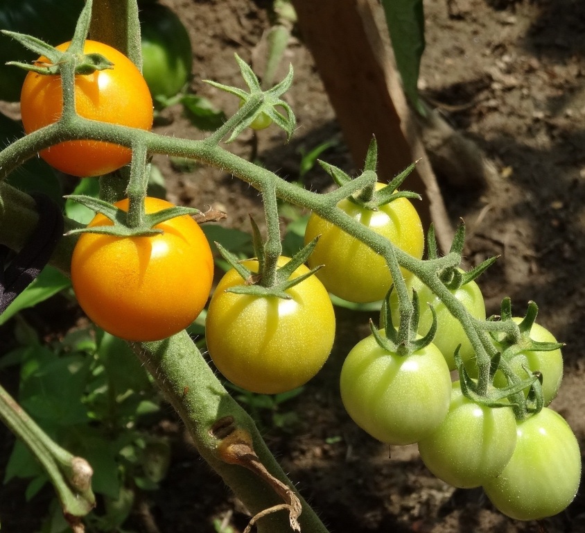 nasiona pomidora SWEET ORANGE