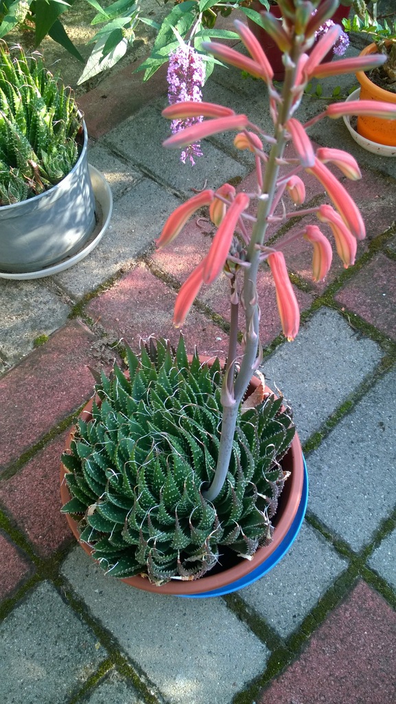 Aloes ościsty Aloe aristata sukulent kaktus