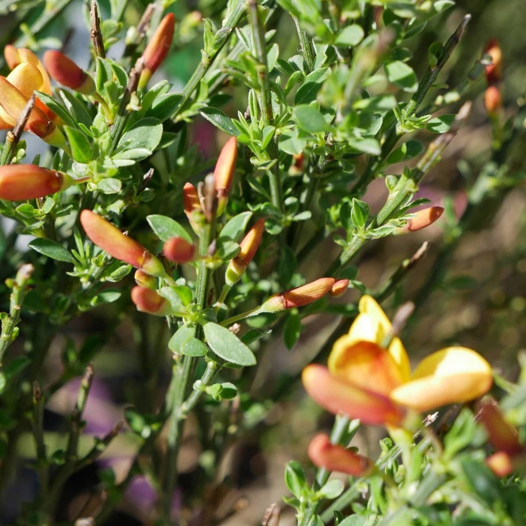 Szczodrzeniec Żarnowiec Apricot Gem żółto-pomarańczowy SADZONKA