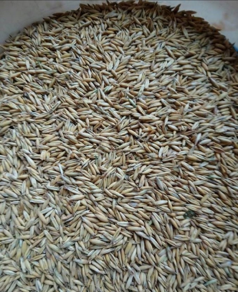 Owies paszowy dla koni królików kaczek pasza 20kg