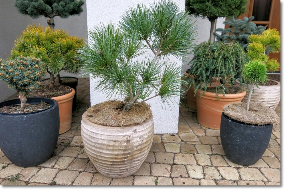 Pinus koraiensis Amur - Rarytas !!!