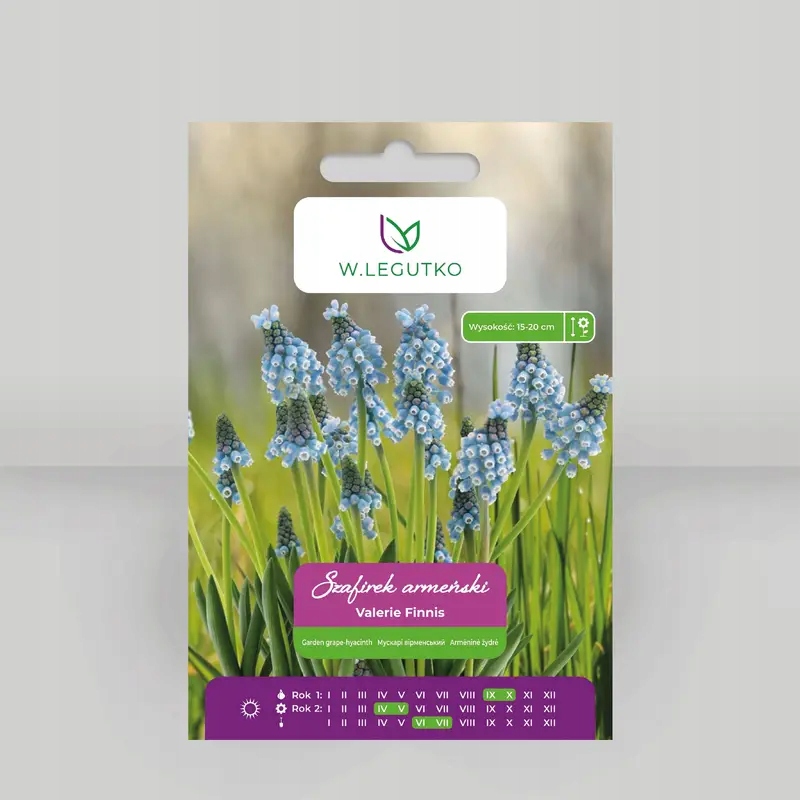 Szafirek armeński Valerie Finnis niebieski 7 szt. - W. Legutko