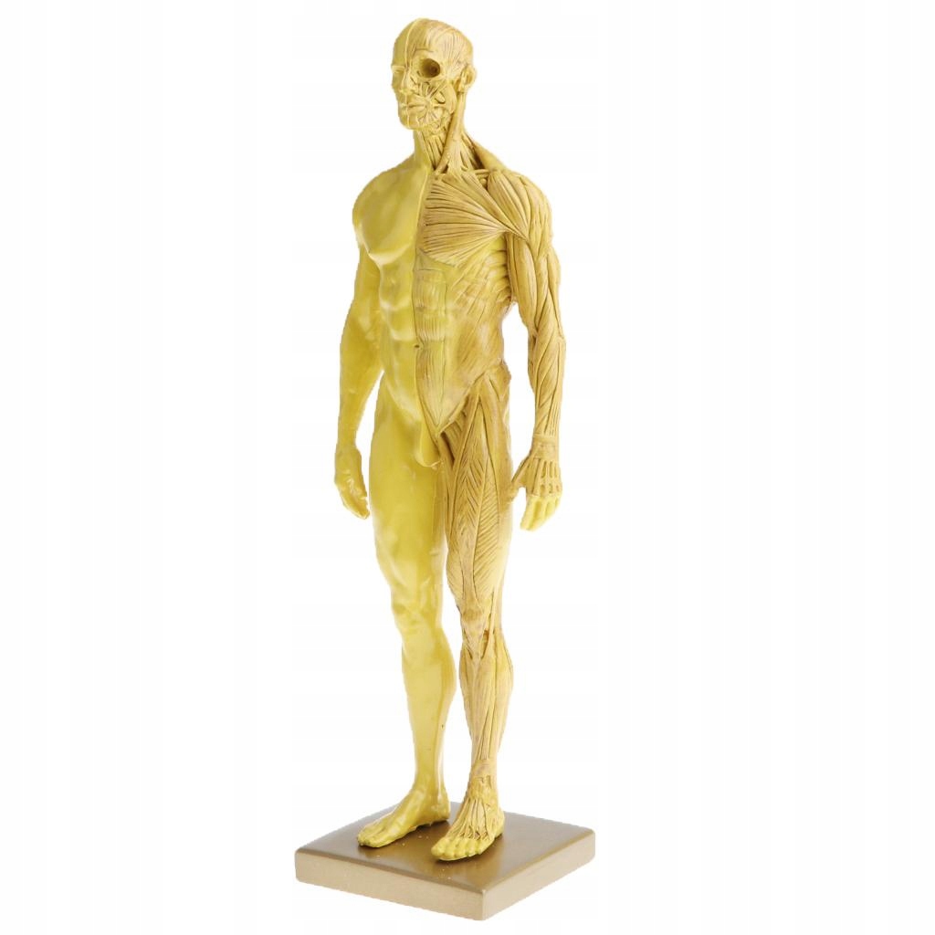 11 &#39;&#39; Męska figura anatomii Ecorche i