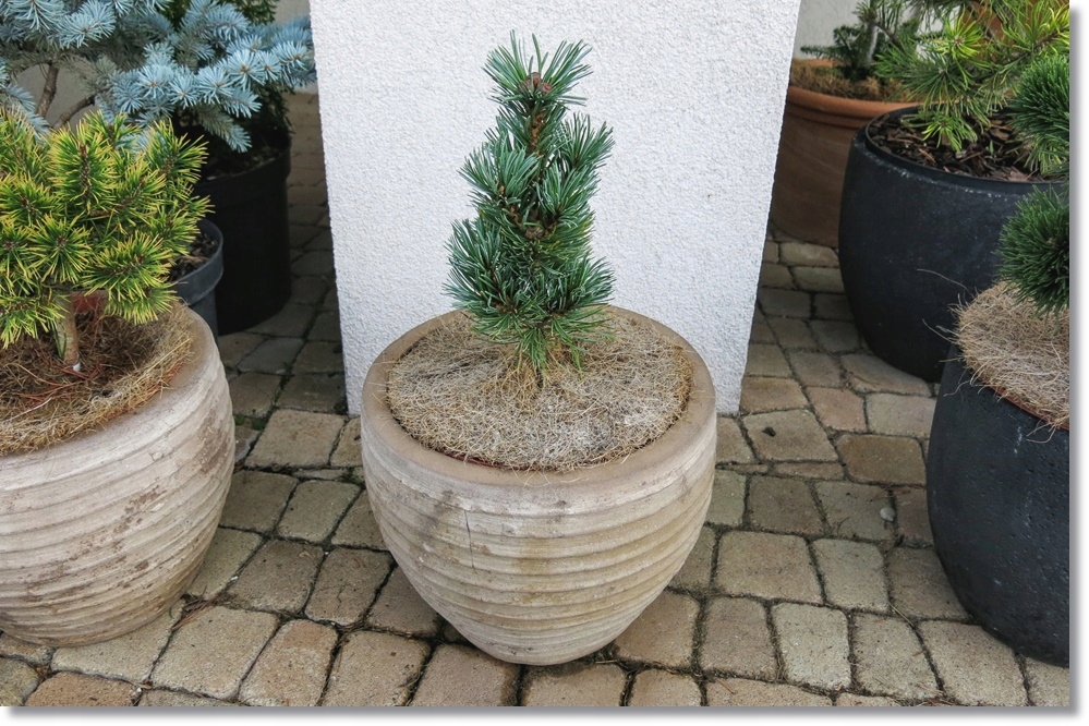Pinus parviflora 'Azuma Yugiri' !!! !!! !!! 12543228919 oficjalne