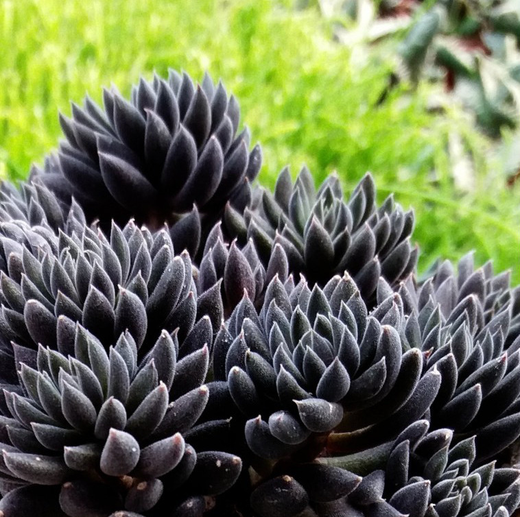 Sinocrassula yunnanensis - sukulent EGZOTYCZNY JEŻ