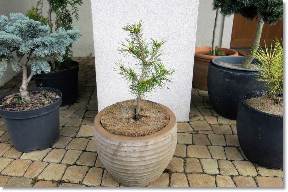 Pinus uncinata Frik - Nowość !!!