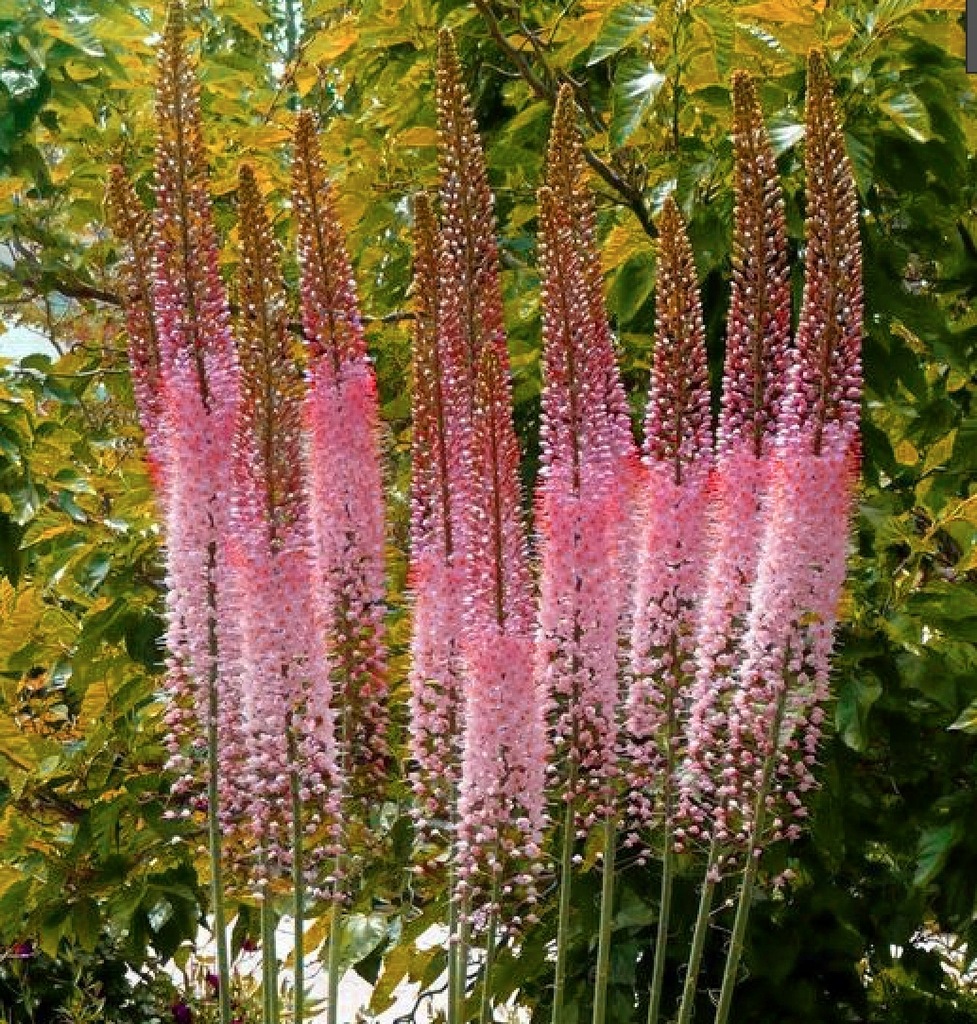 EREMURUS PUSTYNNIK HIMALAJSKI ROMANCE 1 ceb.