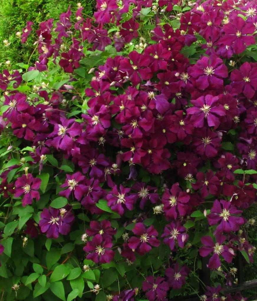 Powojnik Niobe (Clematis Niobe)